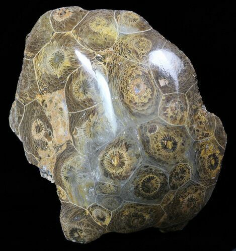 Polished Fossil Coral Head - Morocco #60018